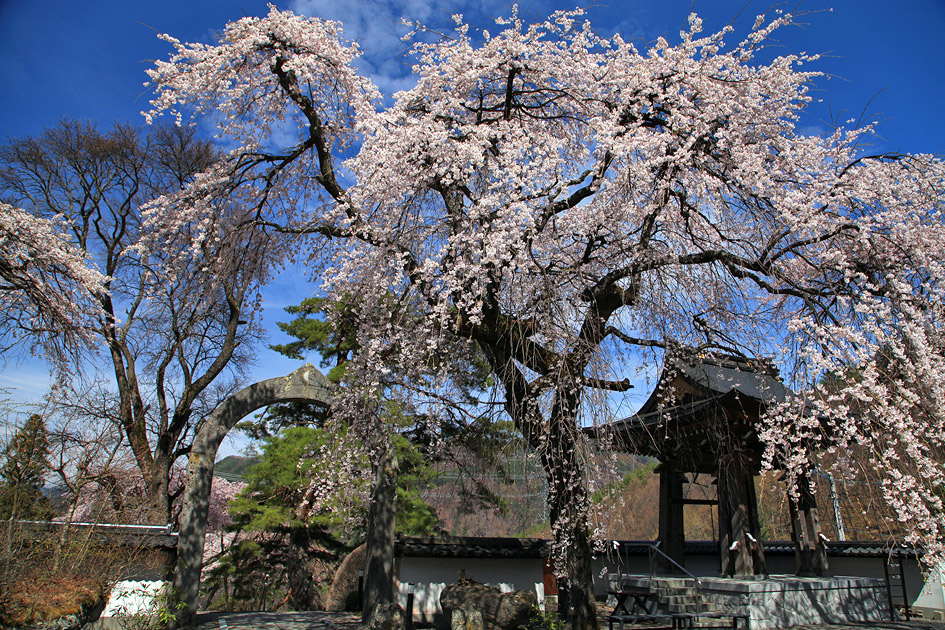 長谷寺のしだれ桜