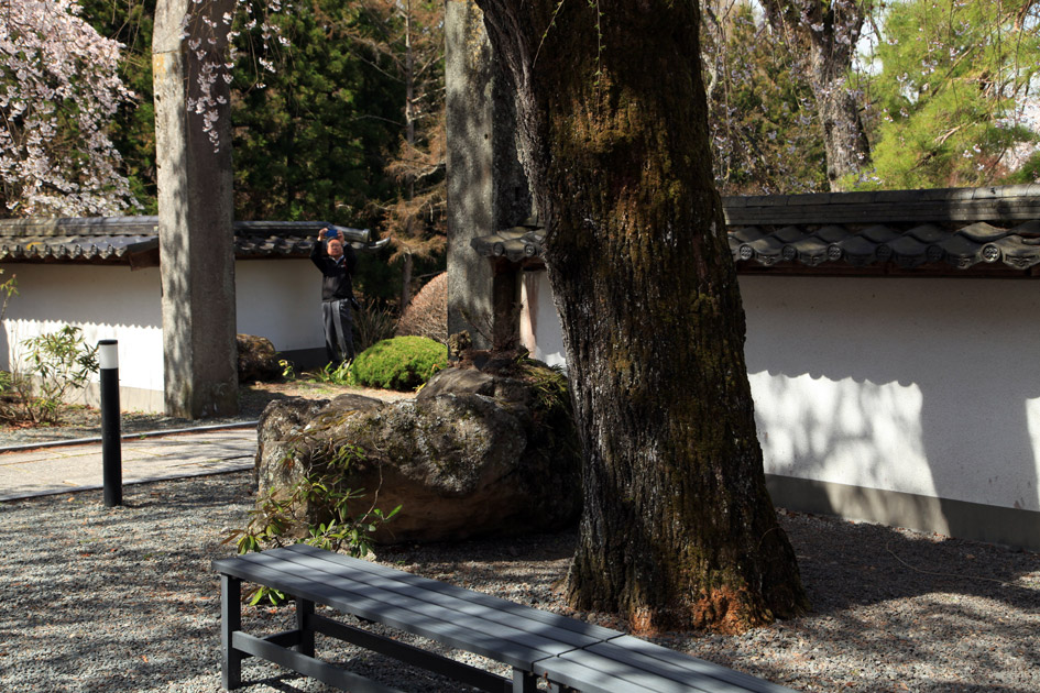 長谷寺のしだれ桜