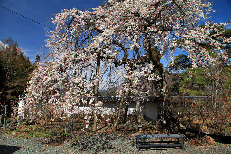 長谷寺のしだれ桜