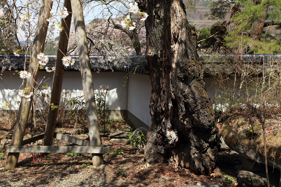 長谷寺のしだれ桜