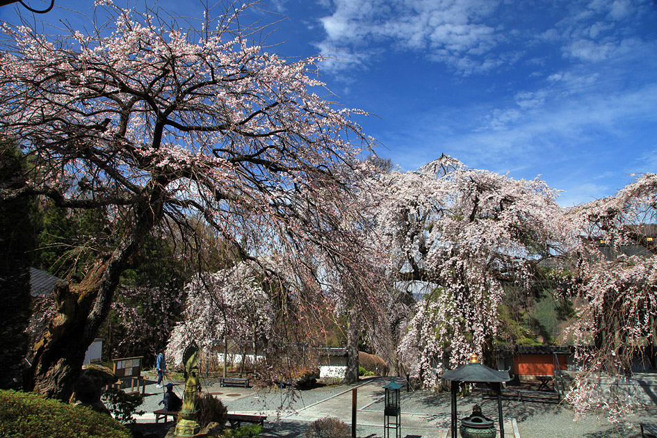 長谷寺のしだれ桜