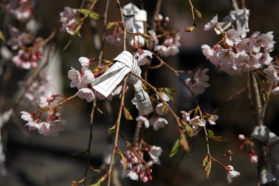長谷寺のしだれ桜