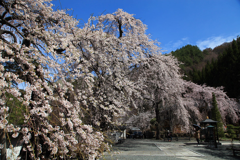 長谷寺のしだれ桜