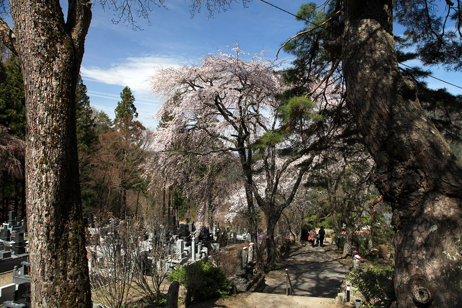 長谷寺のしだれ桜