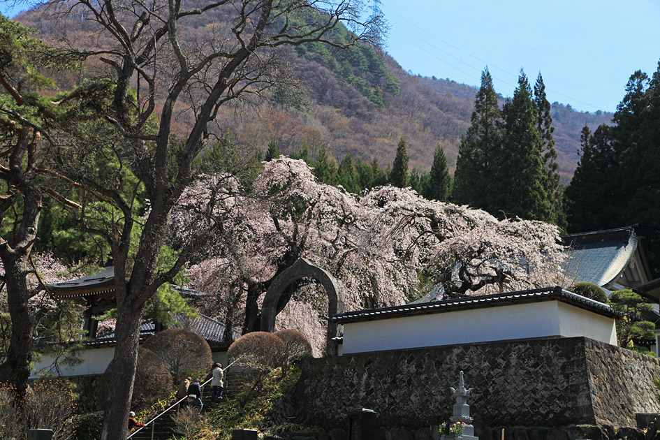 長谷寺のしだれ桜