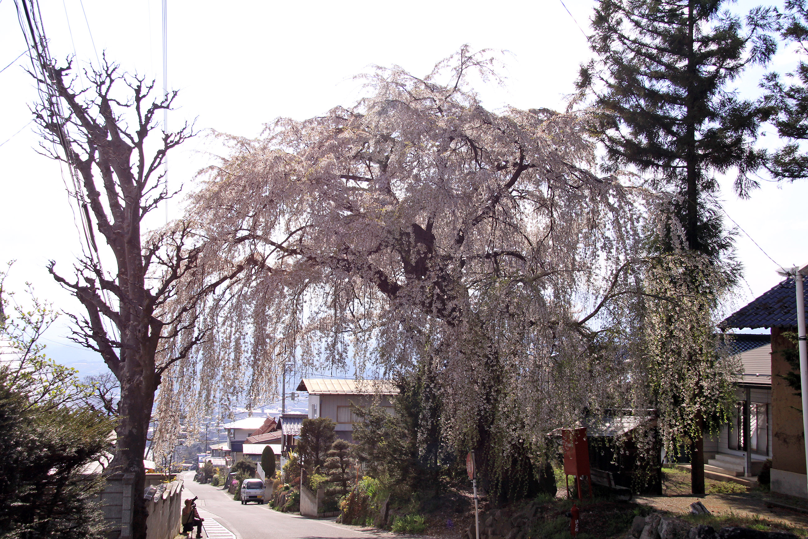 村社深澤神社のしだれ桜 