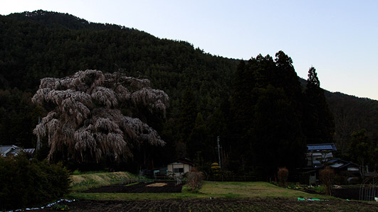 北小倉のしだれ桜