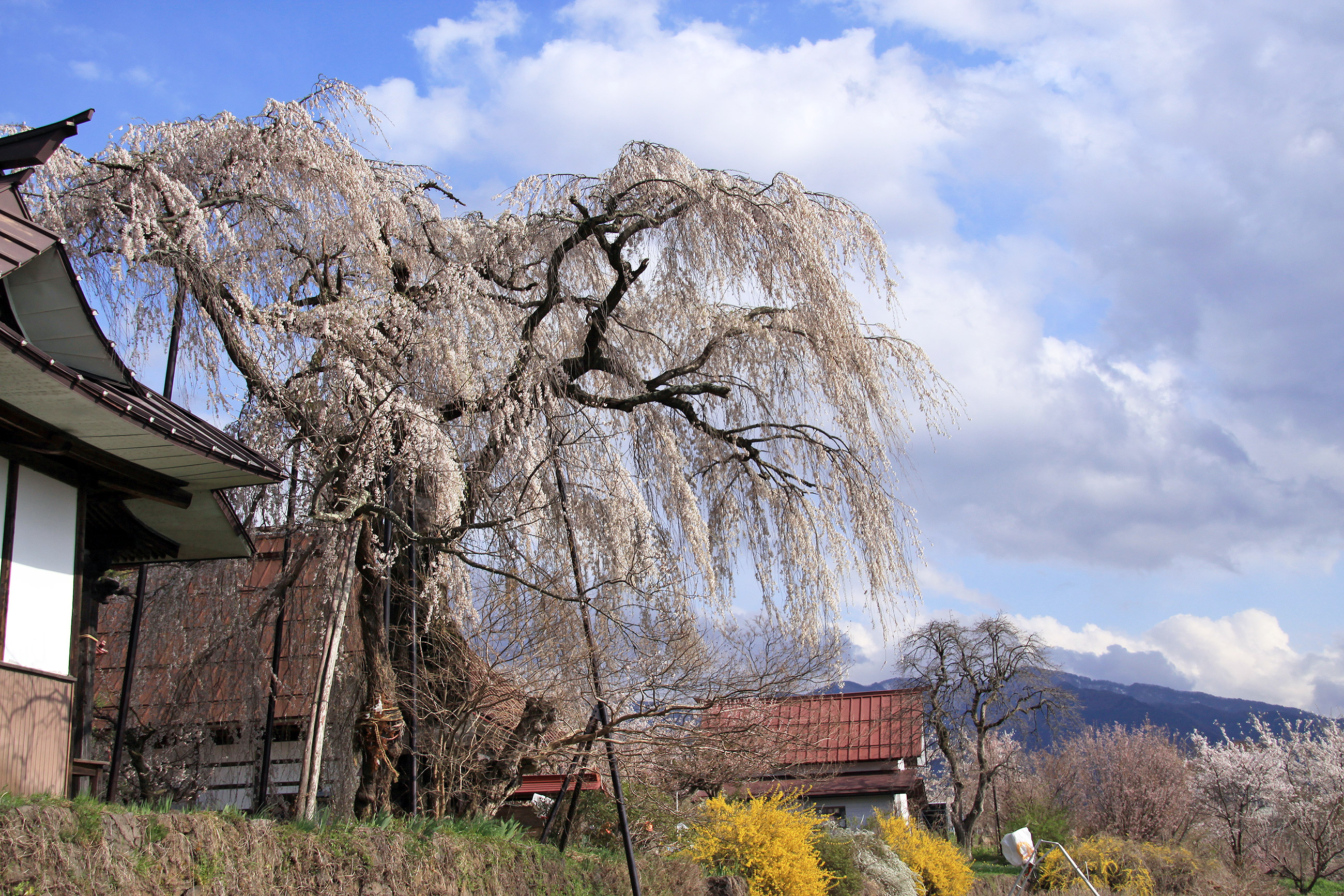 隆谷寺のしだれ桜 