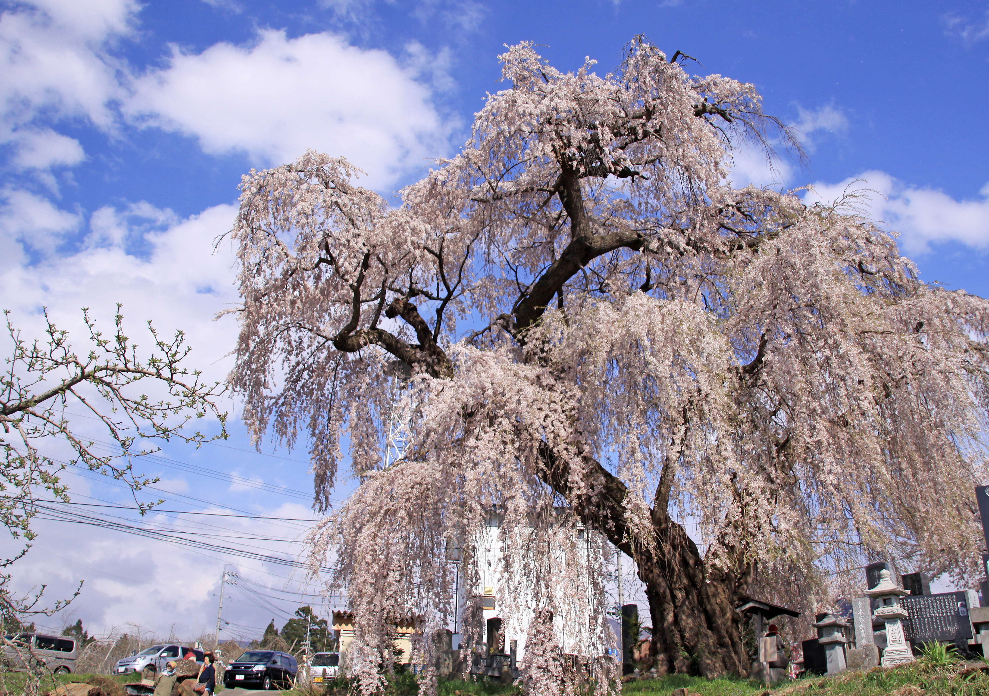 宇木区民会館前のしだれ桜 