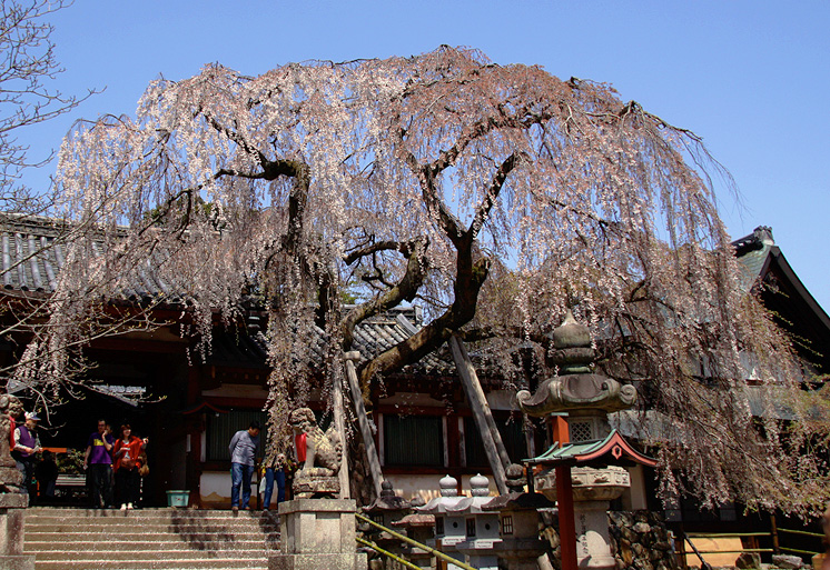 氷室神社のしだれ桜