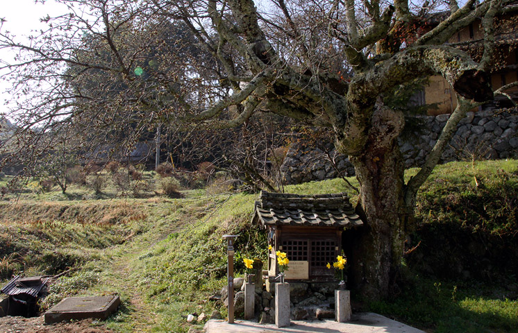 北向地蔵桜