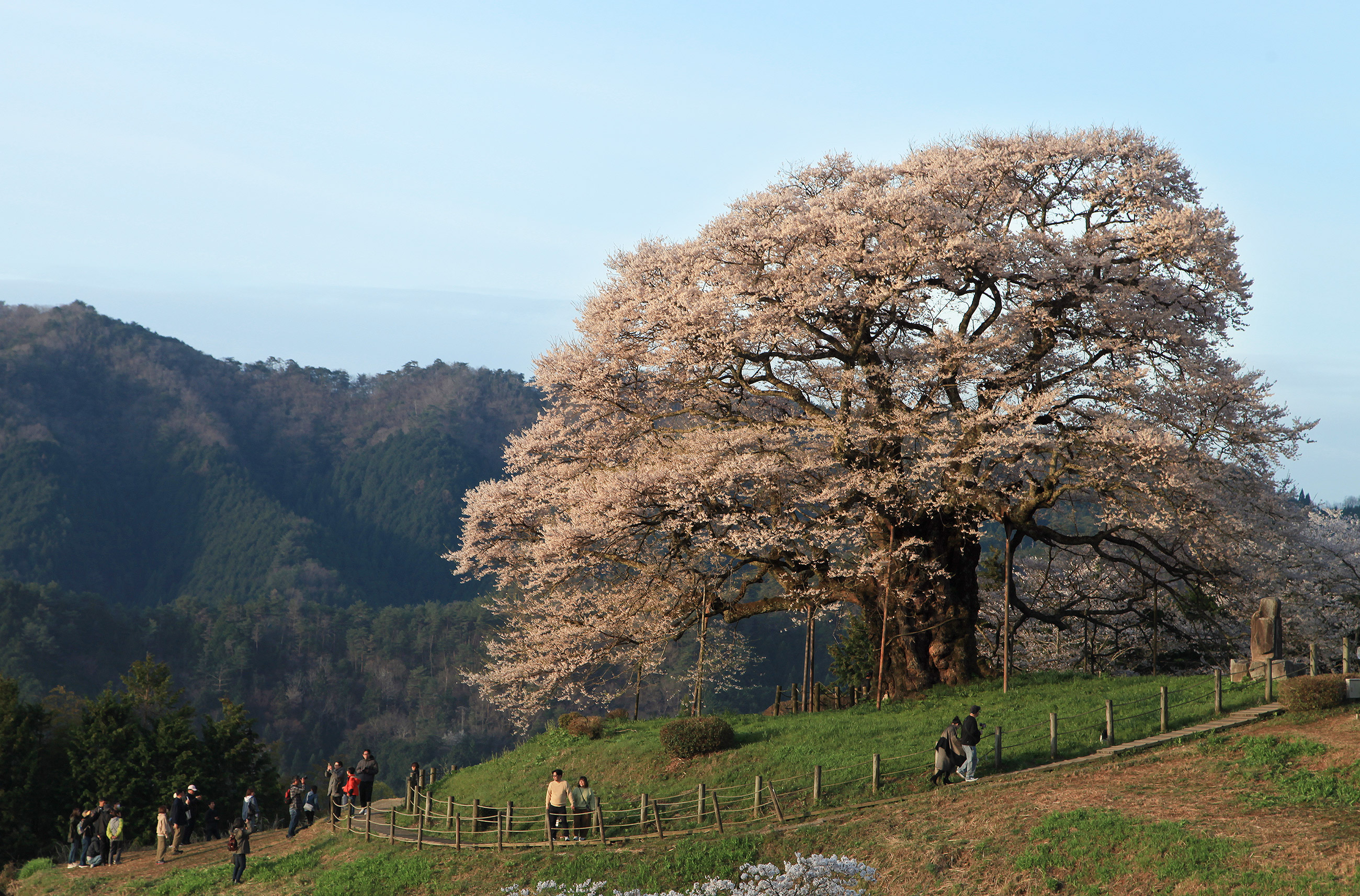 醍醐桜