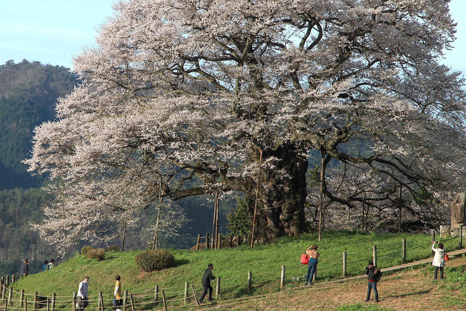 醍醐桜