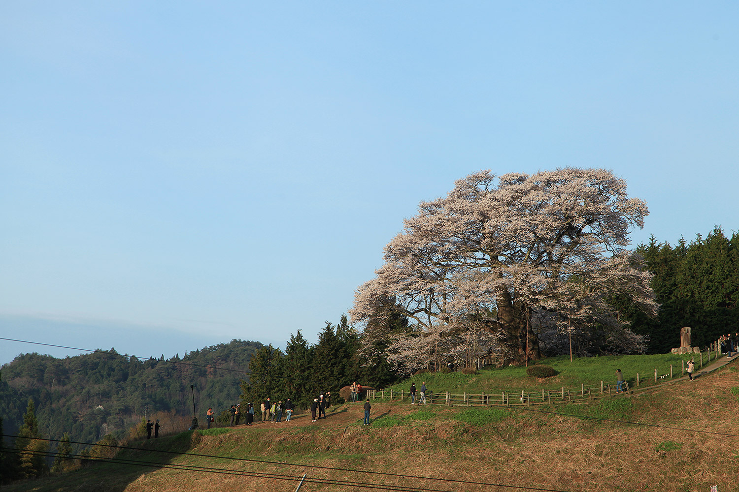 醍醐桜