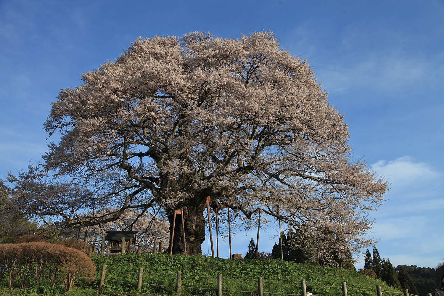 醍醐桜