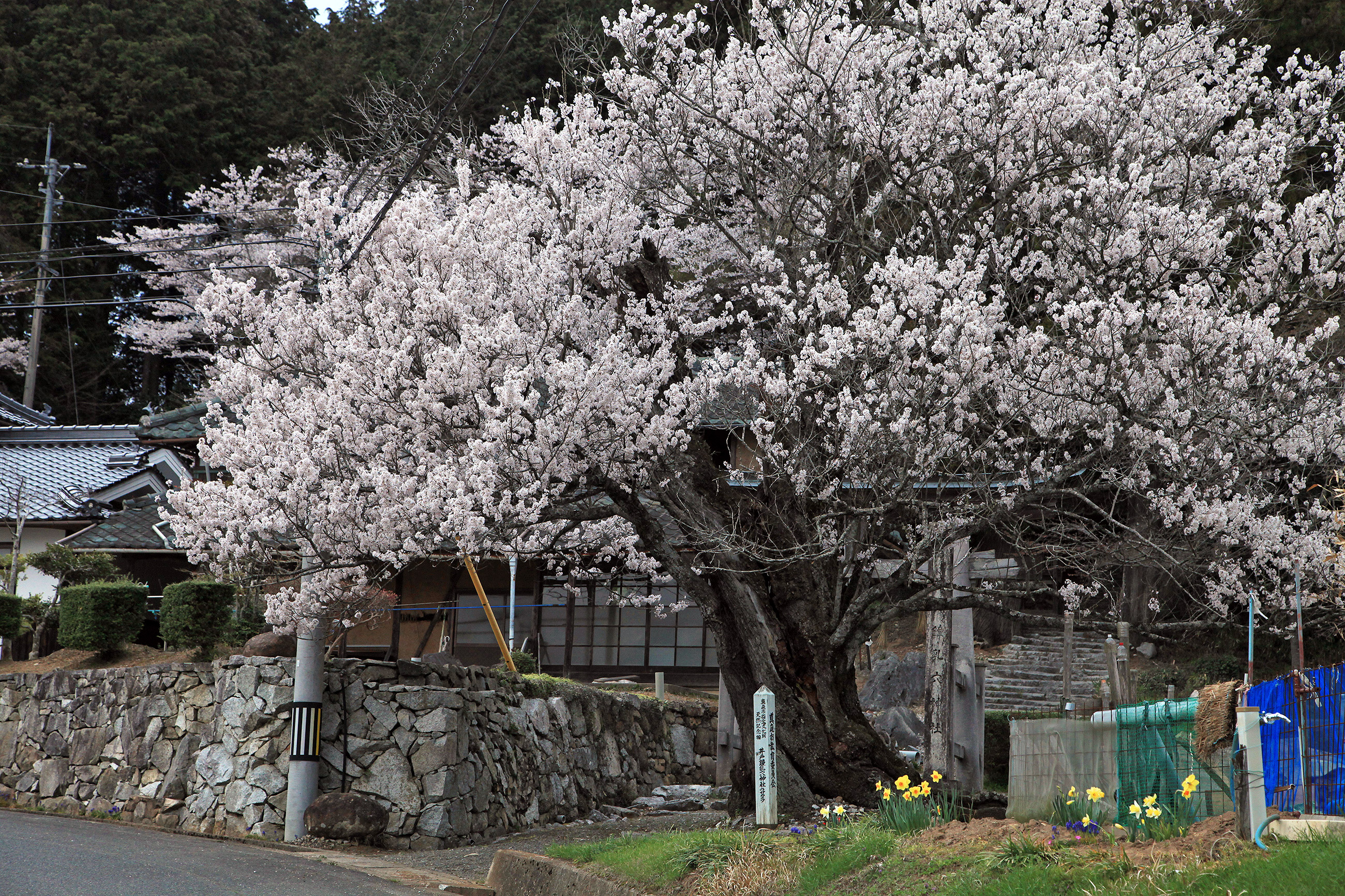 井戸鐘乳穴神社のサクラ