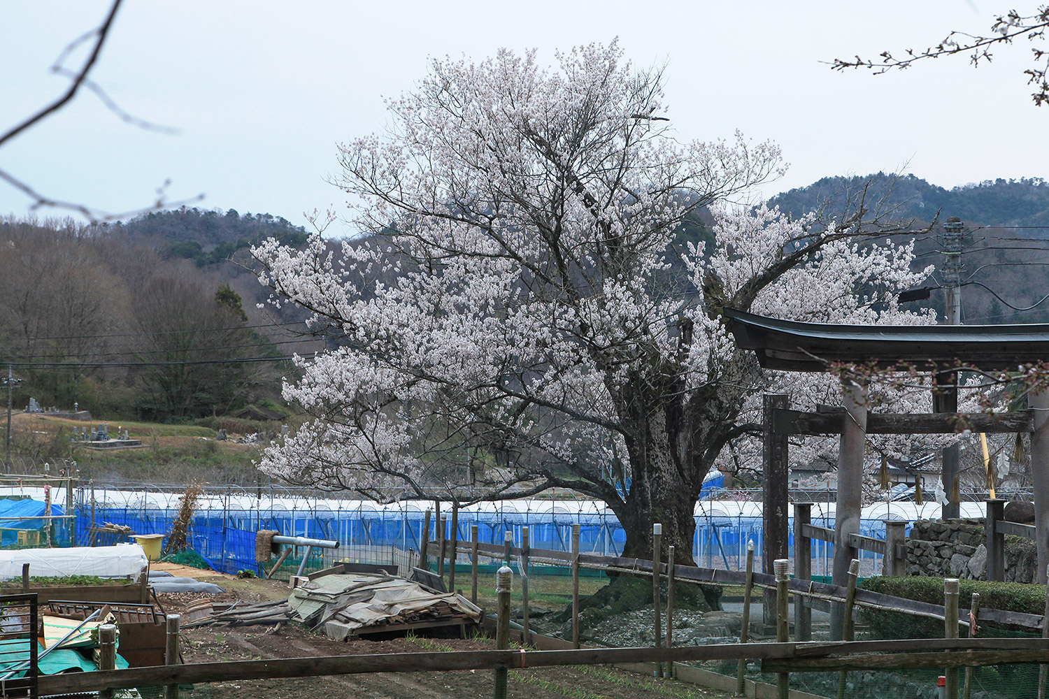 井戸鐘乳穴神社のサクラ