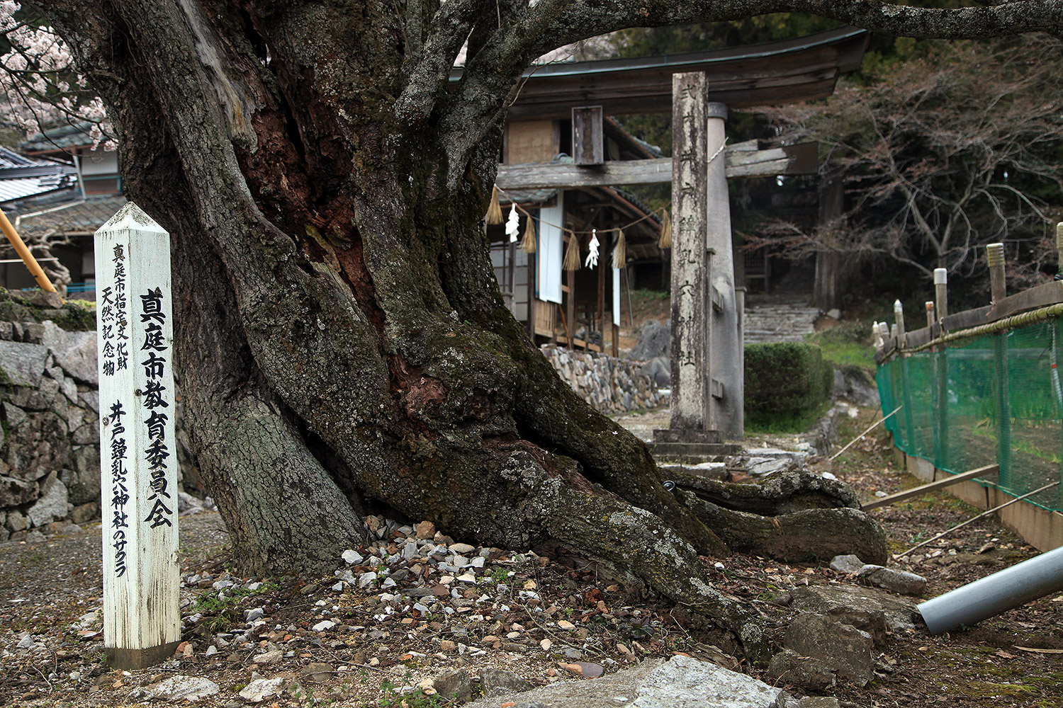 井戸鐘乳穴神社のサクラ