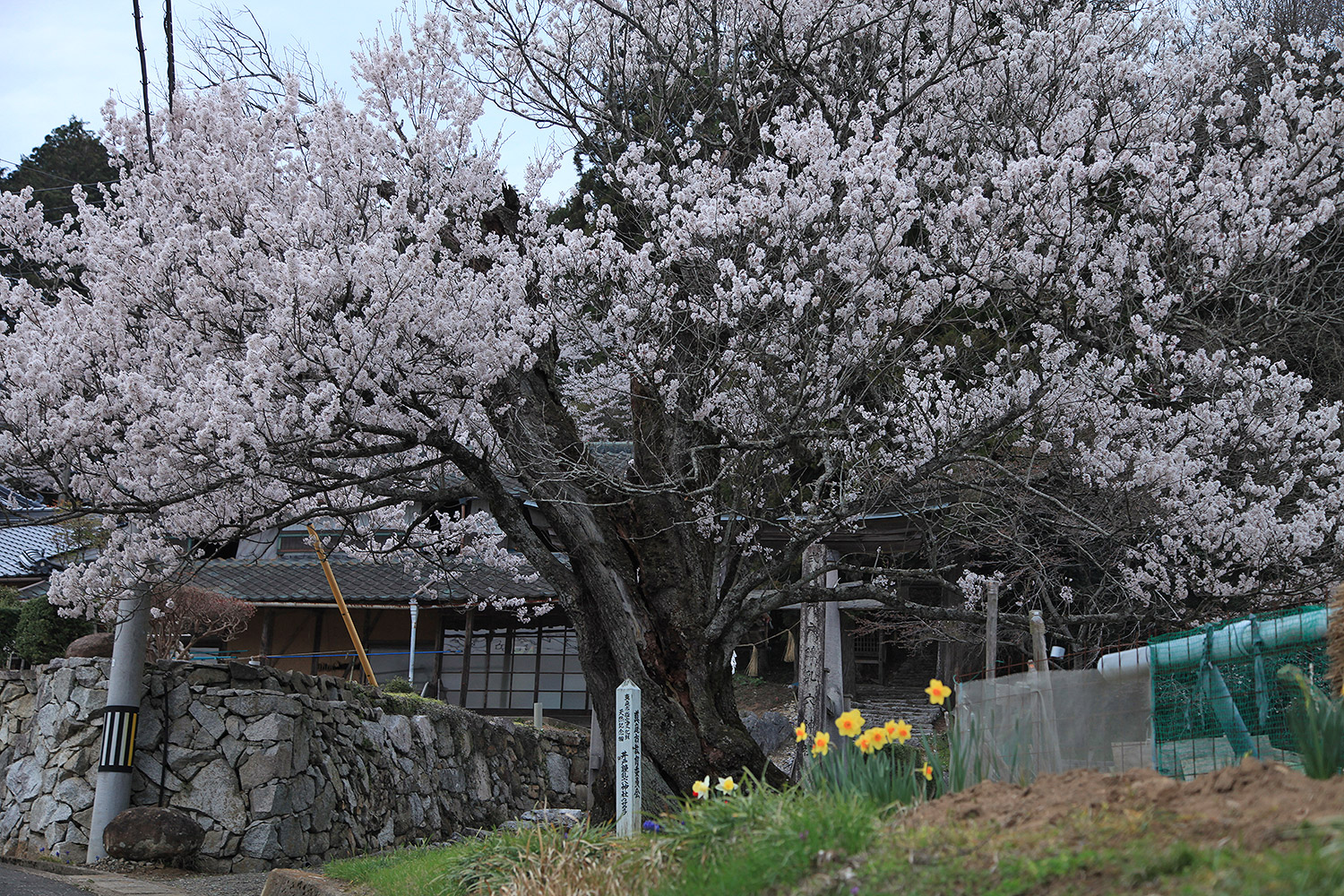 井戸鐘乳穴神社のサクラ