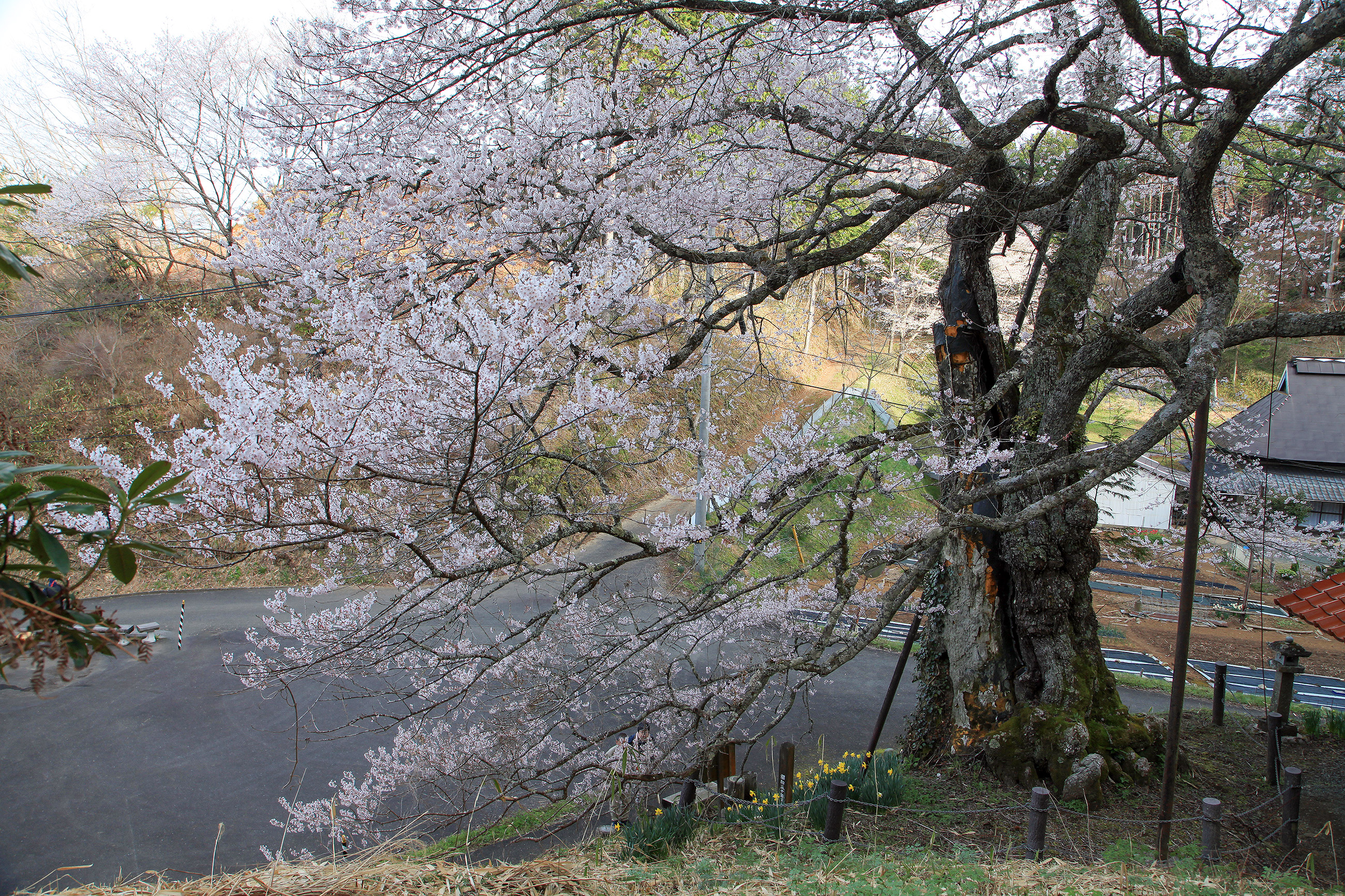 岩井畝の大桜