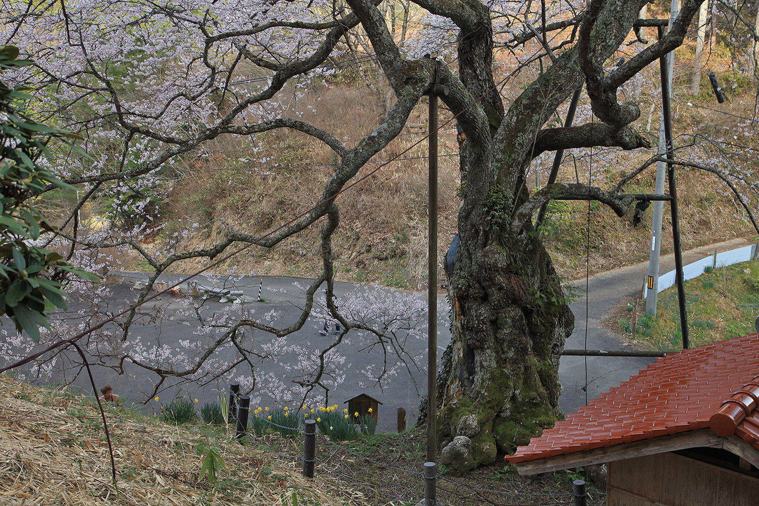 岩井畝の大桜