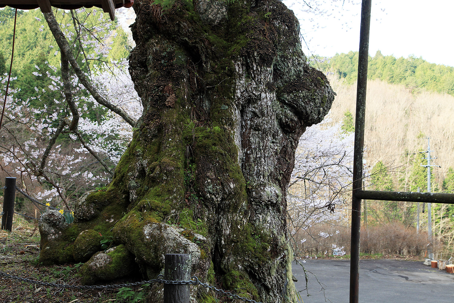 岩井畝の大桜