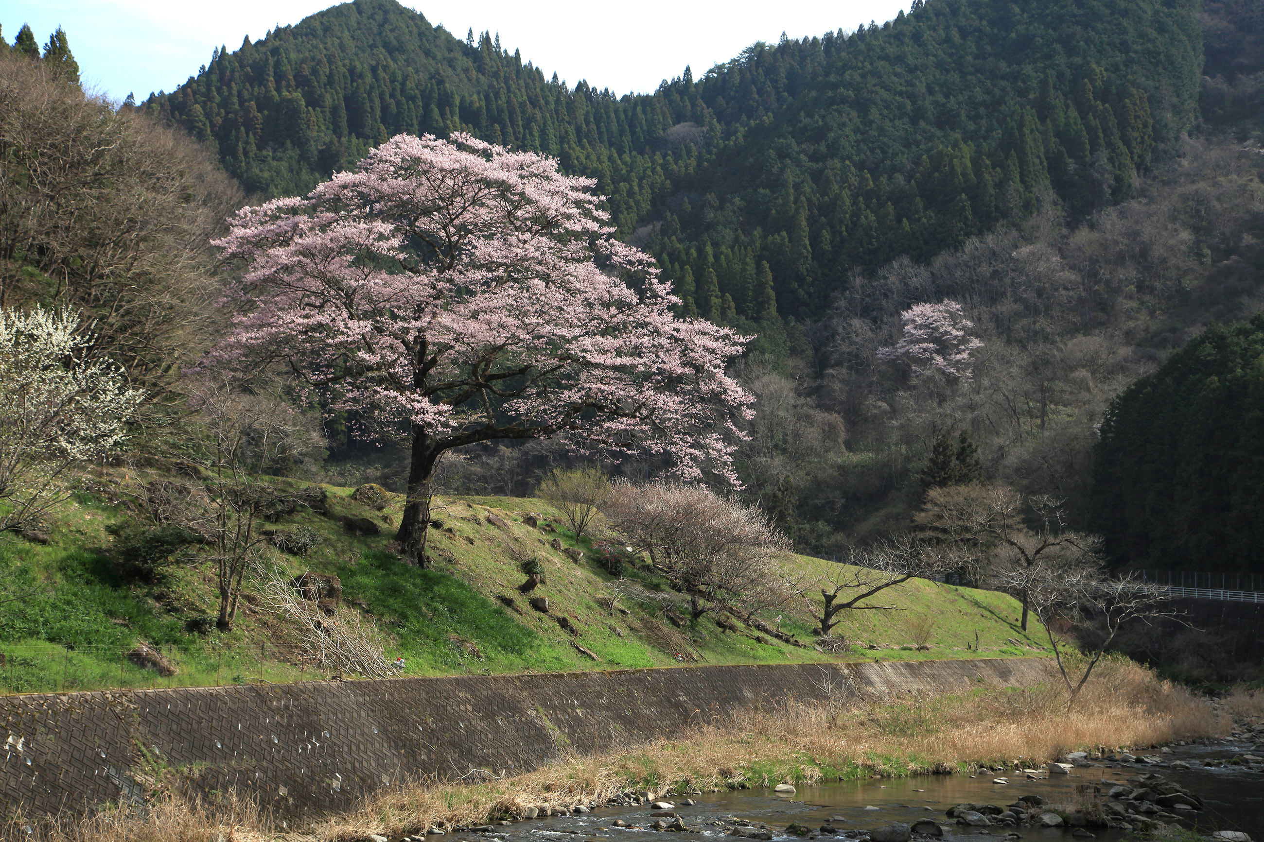 神代深山桜