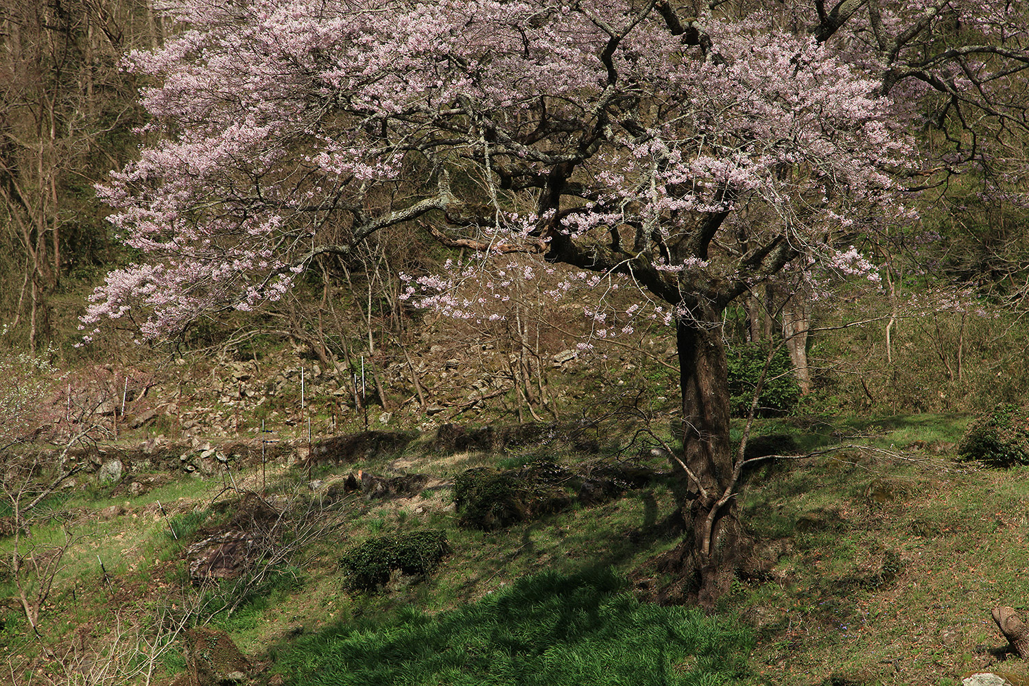 神代深山桜