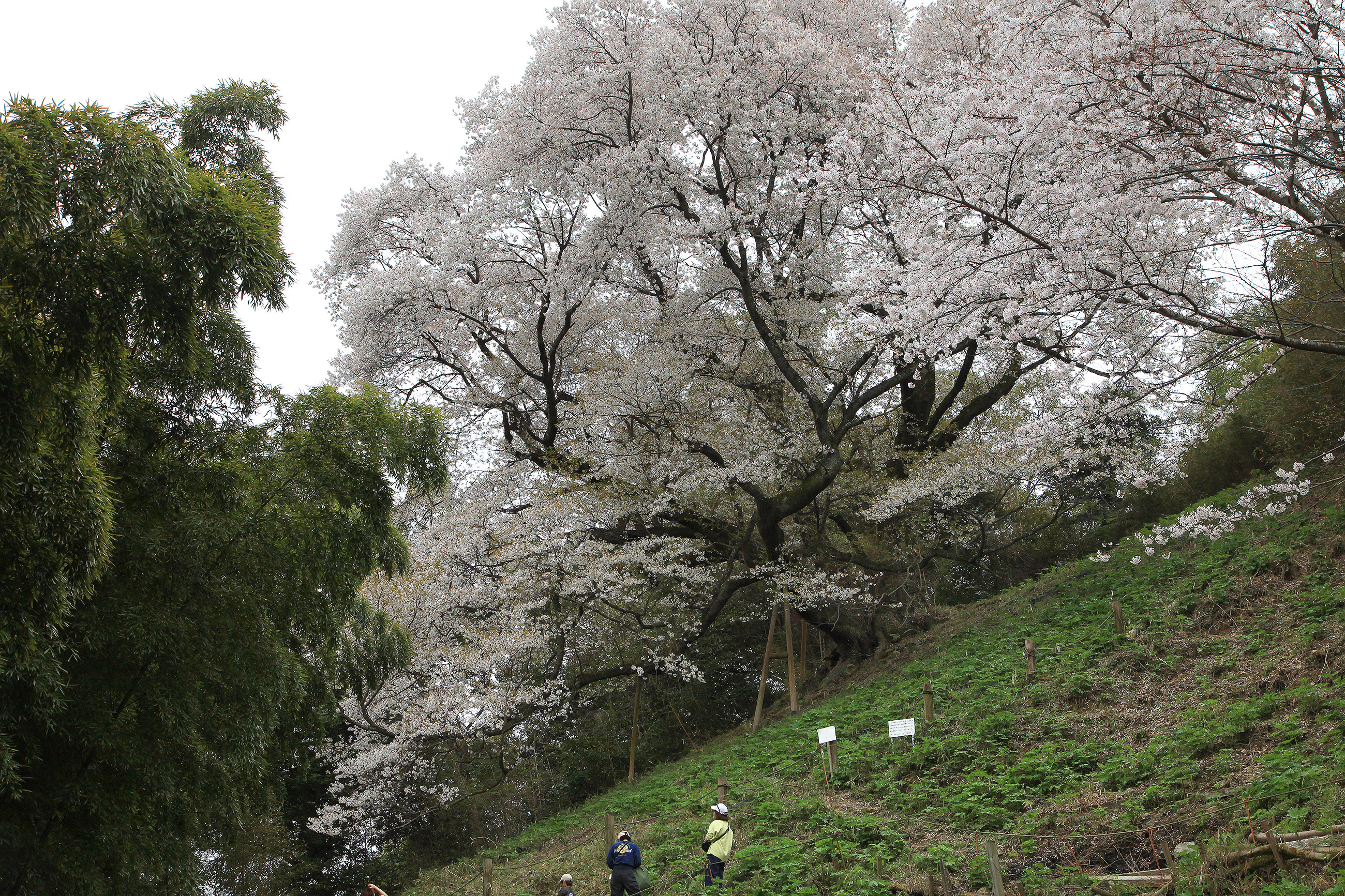 奥迫川の桜