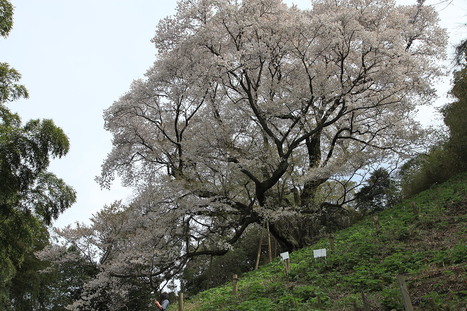 奥迫川の桜
