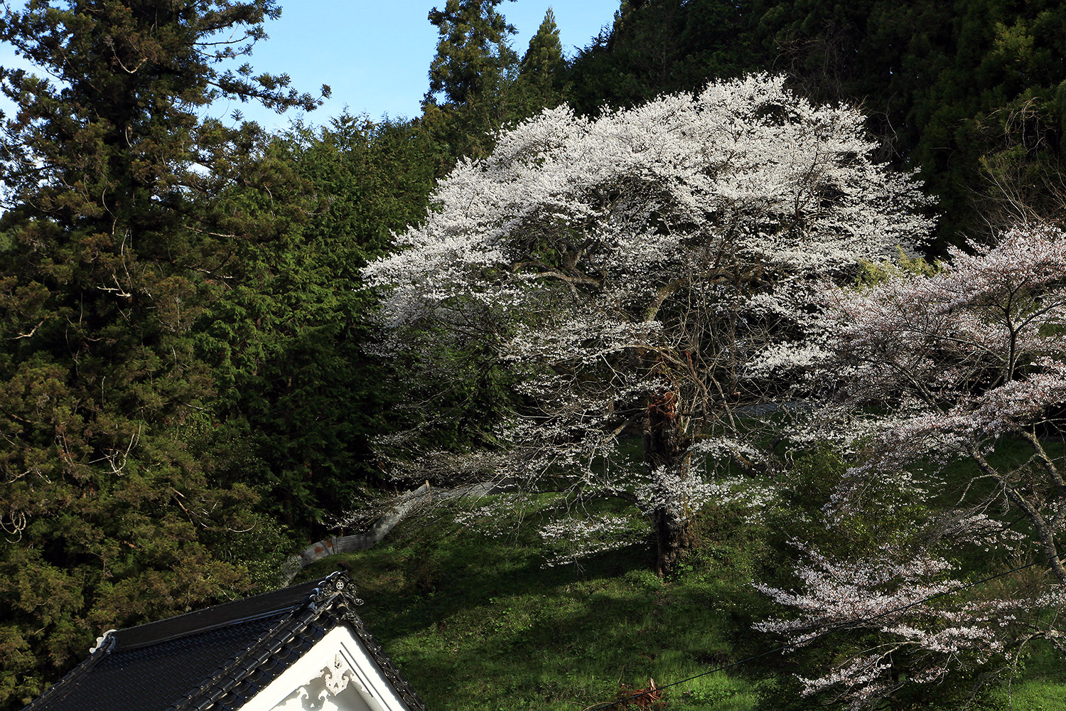 桜本寺の大桜