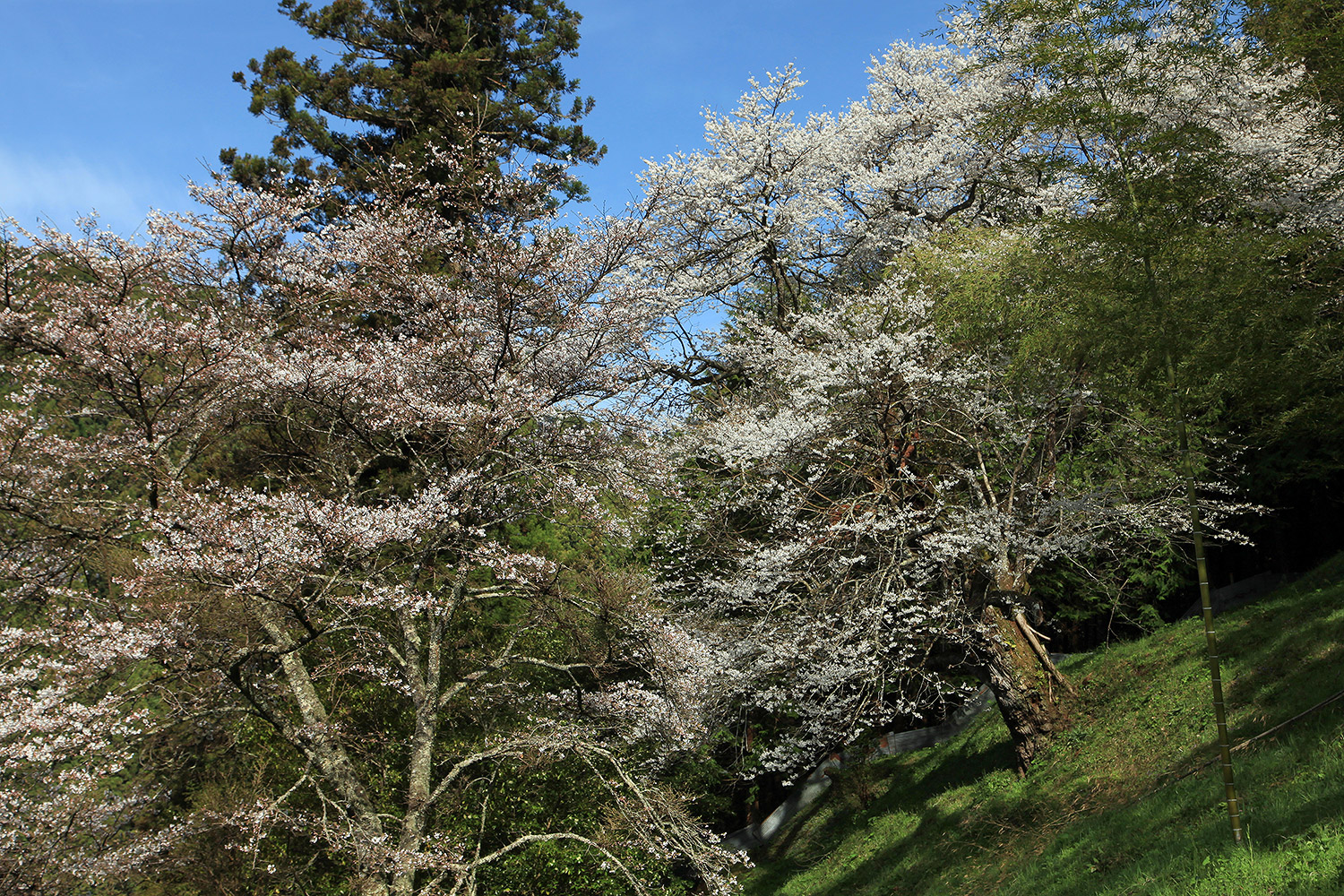 桜本寺の大桜