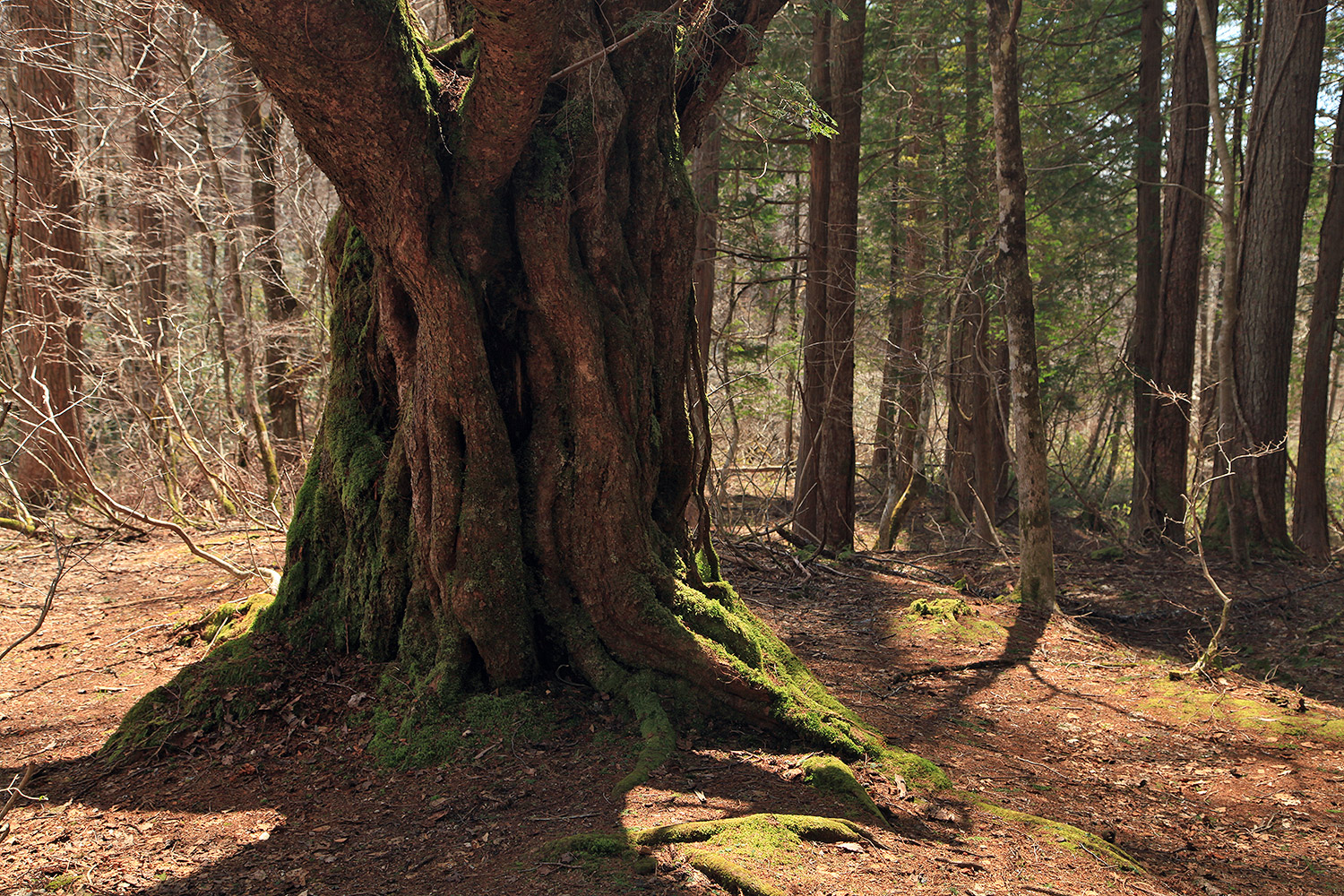 岡山県立森林公園のオオヤマザクラ