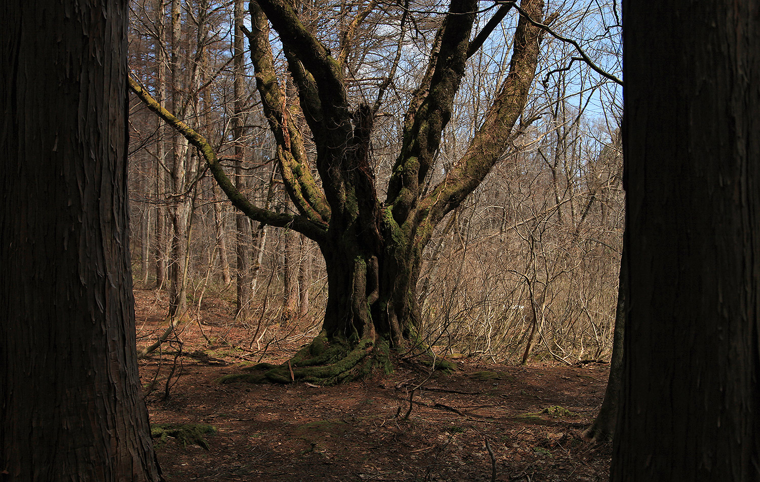 岡山県立森林公園のオオヤマザクラ
