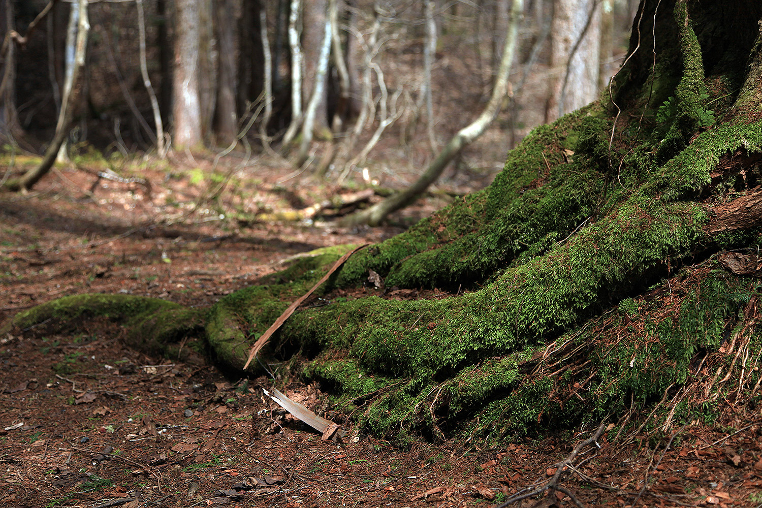 岡山県立森林公園のオオヤマザクラ