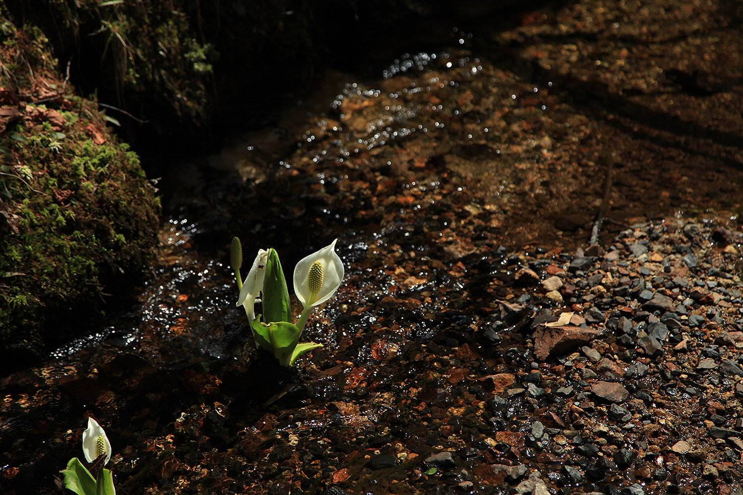 岡山県立森林公園のオオヤマザクラ