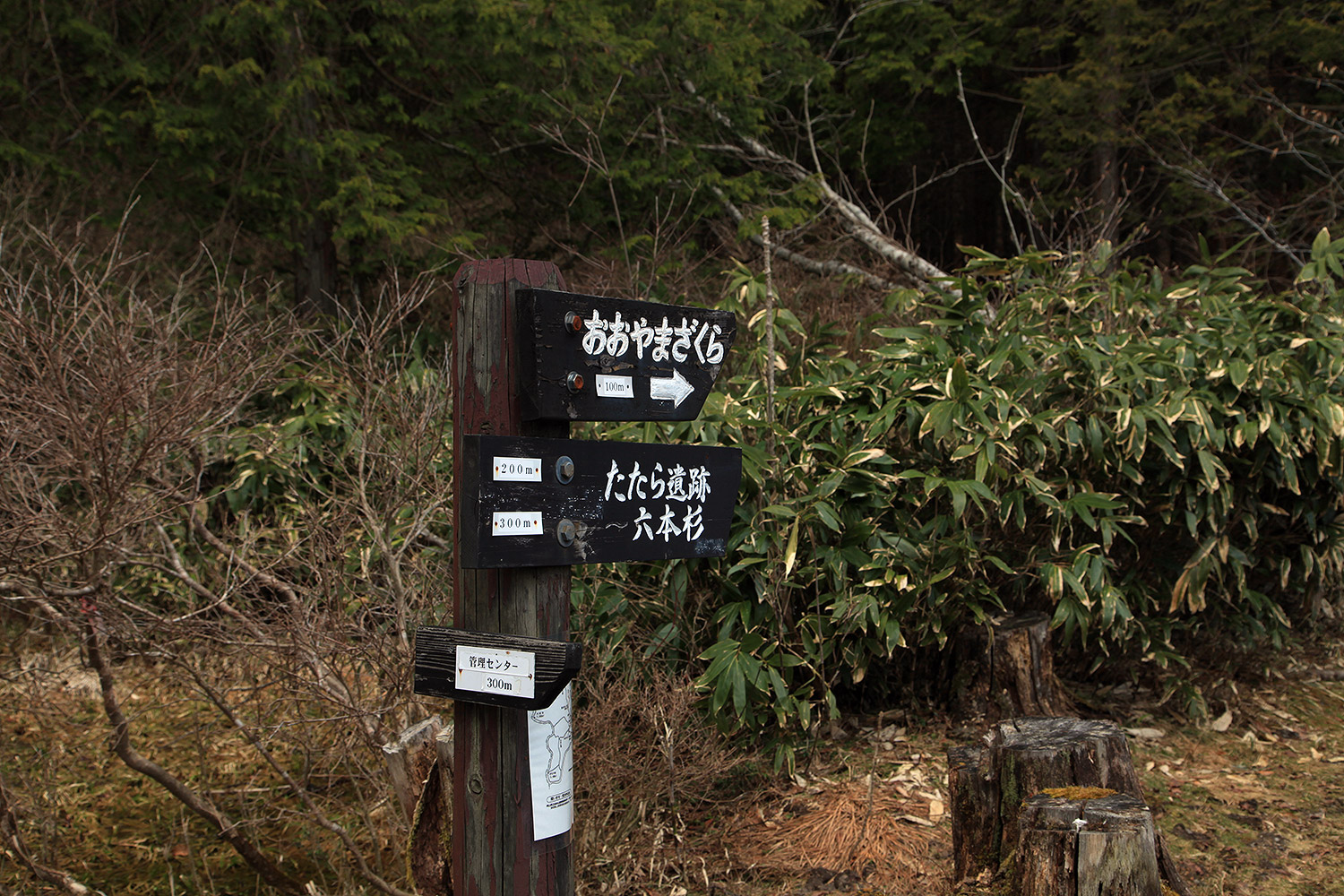 岡山県立森林公園のオオヤマザクラ