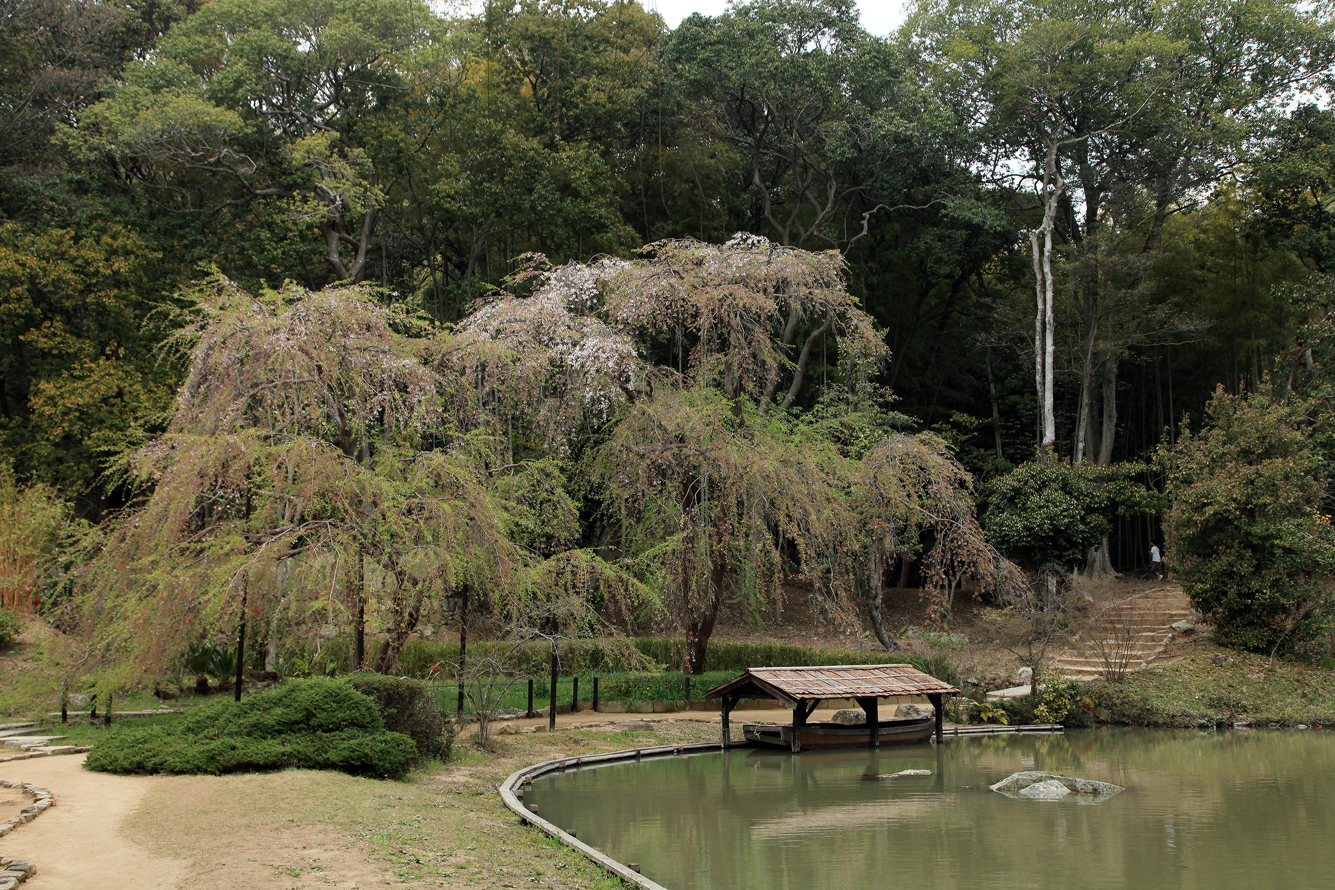 曹源寺のしだれ桜