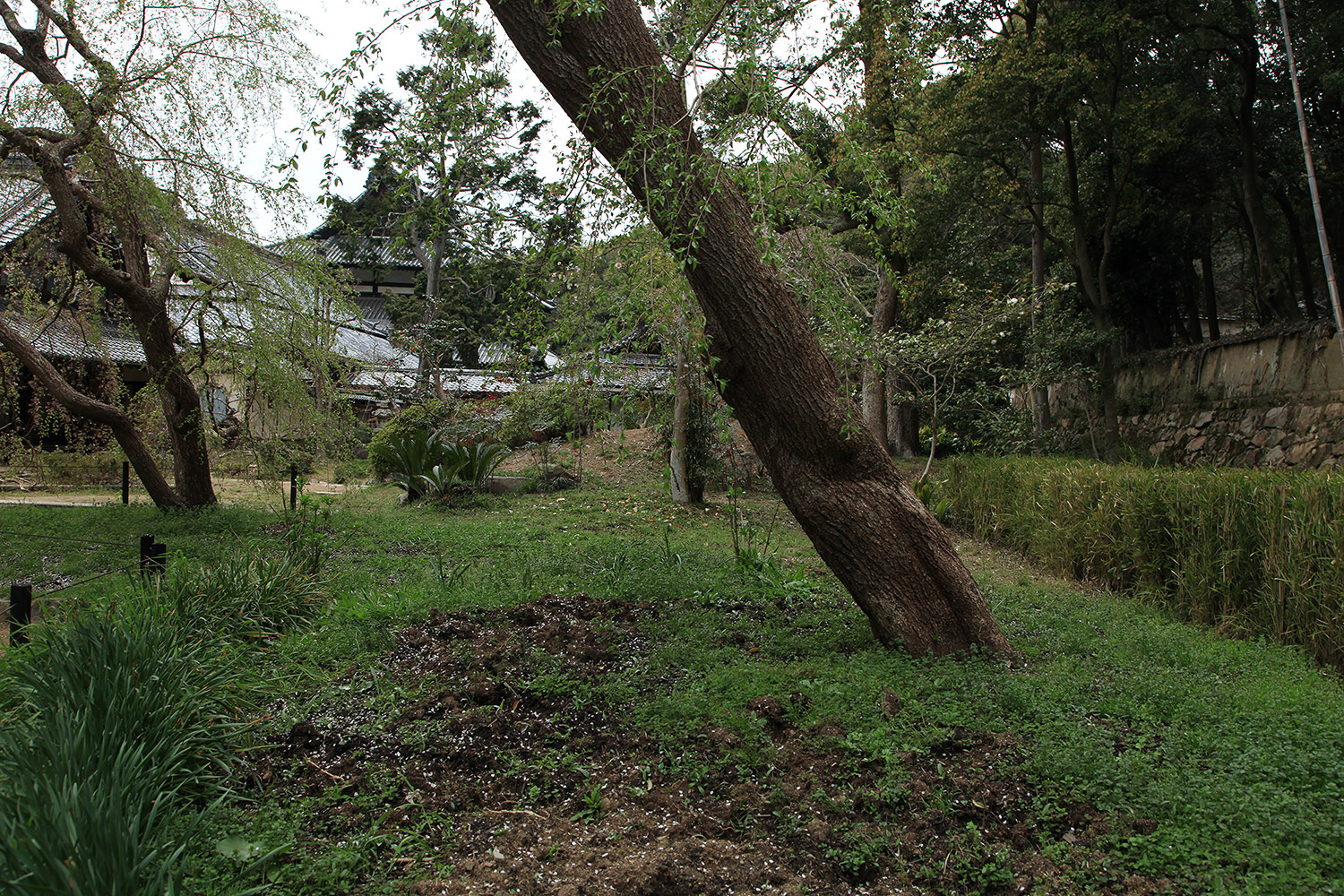 曹源寺のしだれ桜
