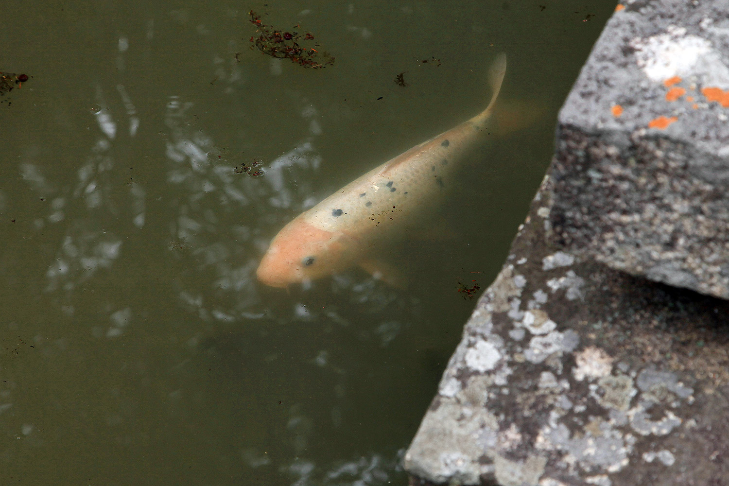 曹源寺のしだれ桜