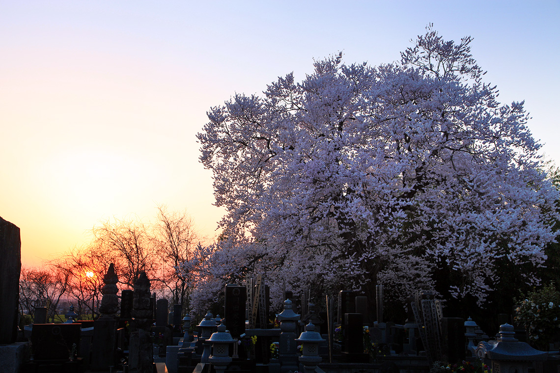 阿弥陀堂のエドヒガン