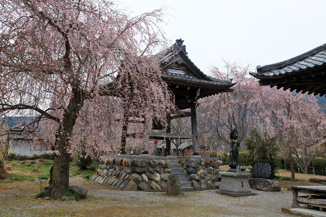 道光寺のしだれ桜