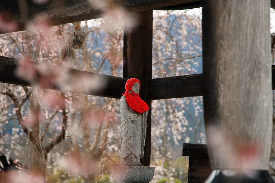 道光寺のしだれ桜