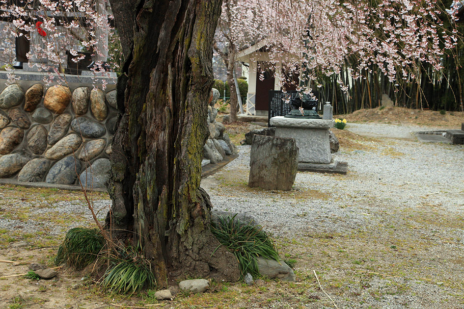 道光寺のしだれ桜