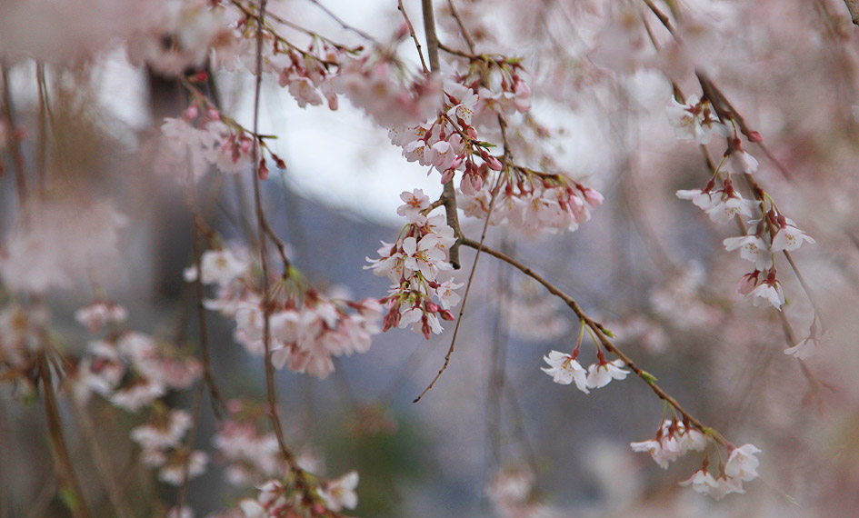 道光寺のしだれ桜