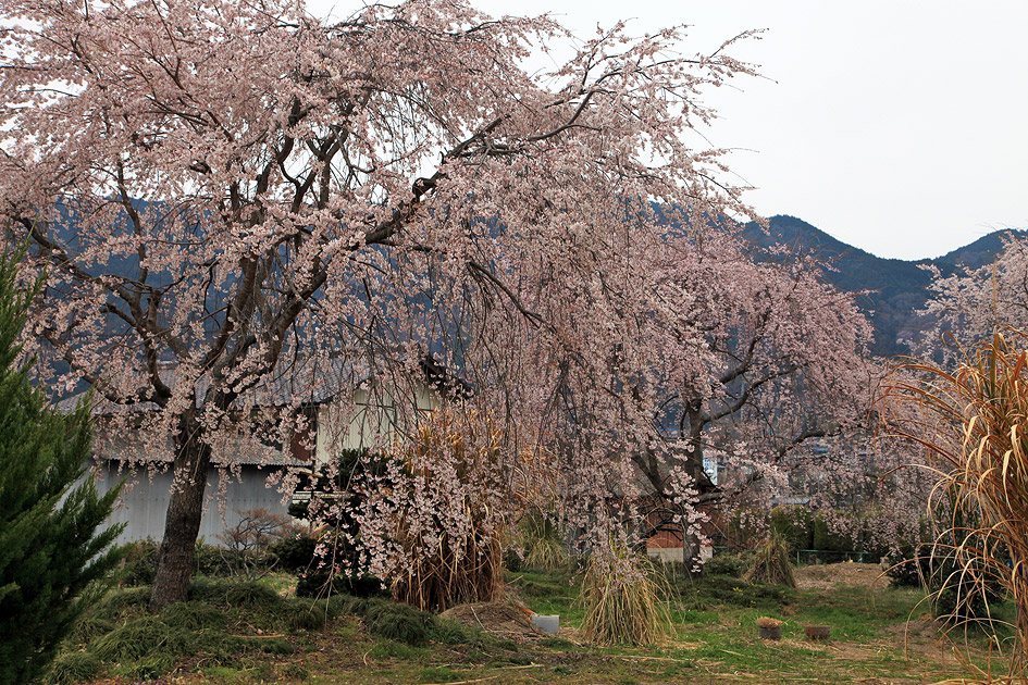 道光寺のしだれ桜