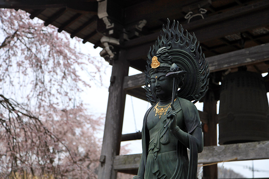 道光寺のしだれ桜