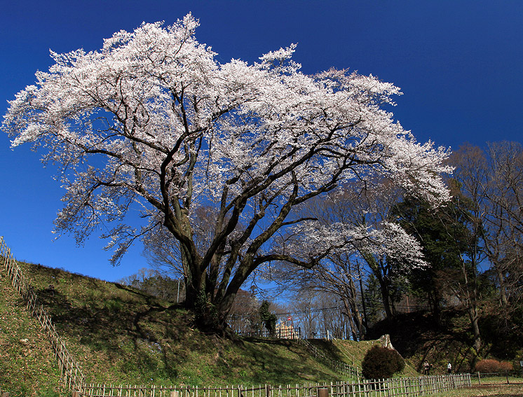 鉢形城のエドヒガン