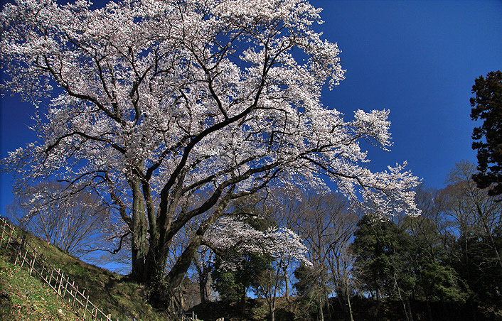 鉢形城のエドヒガン
