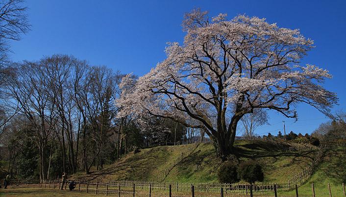 鉢形城のエドヒガン